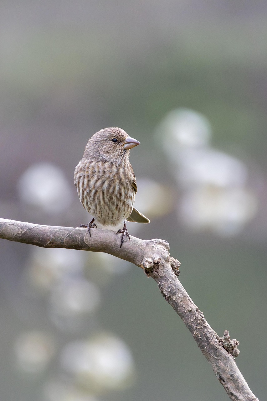 fink, vogel, natur, sitzend, tier, tierwelt