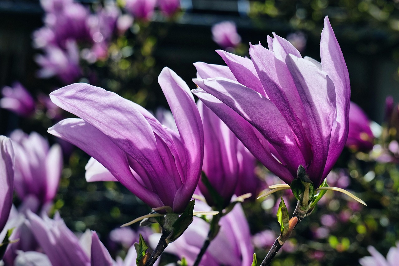 magnolia flower, magnolia, flowers, spring, petals, blossom, bloom, nature, flower wallpaper, beautiful flowers, flower background, blooming, branch