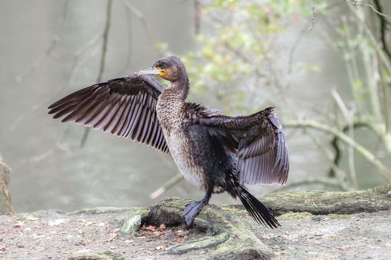 pájaro, cazador de peces, cormorán, animal emplumado, alas, plumaje, volador, fondo de pantalla hd, aves de rapiña, animal, fondo de pantalla de alta definición, de cerca, ornitología, avistamiento de aves, batiendo sus alas, fauna silvestre, al aire libre, naturaleza, fondo de pantalla