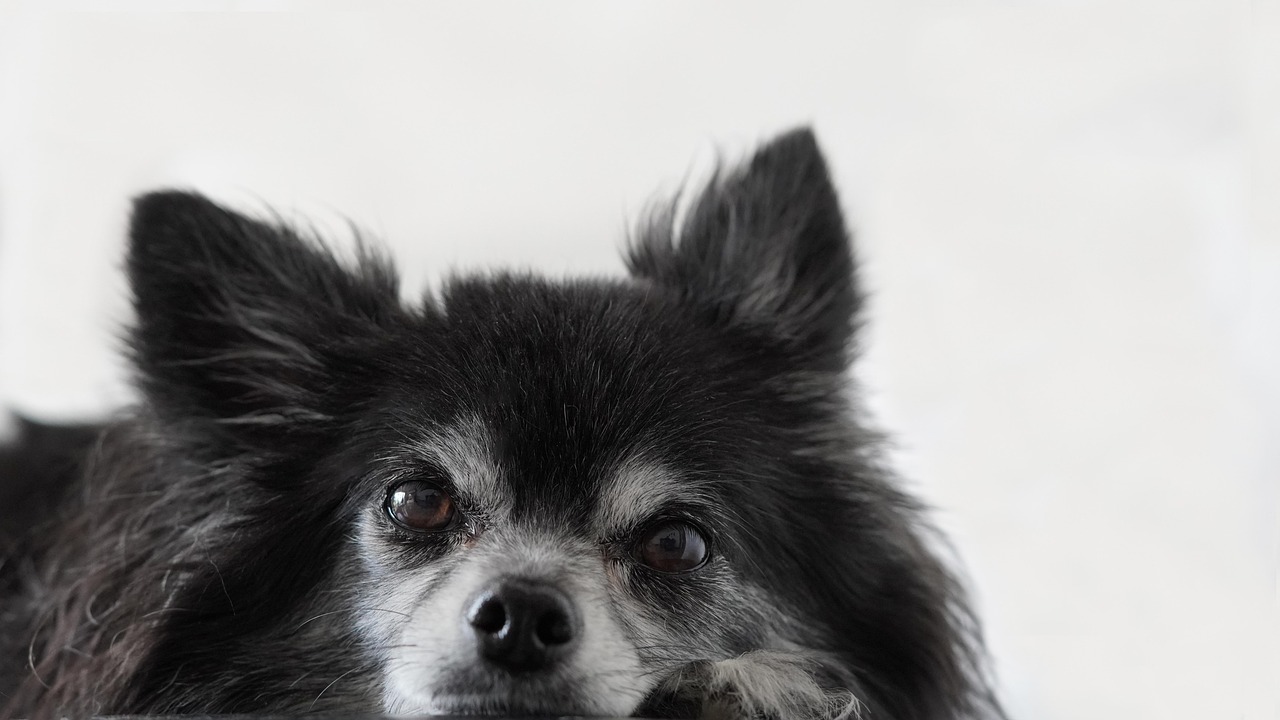 chihuahua, dog, 4k wallpaper, animal, hd wallpaper, beautiful wallpaper, mammal, canine, desktop backgrounds, pet, wallpaper 4k, domestic, mac wallpaper, 4k wallpaper 1920x1080, free wallpaper, nature, laptop wallpaper, wallpaper hd, full hd wallpaper, portrait, black-and-white, poster, cool backgrounds, windows wallpaper, background, free background, euro summer contest