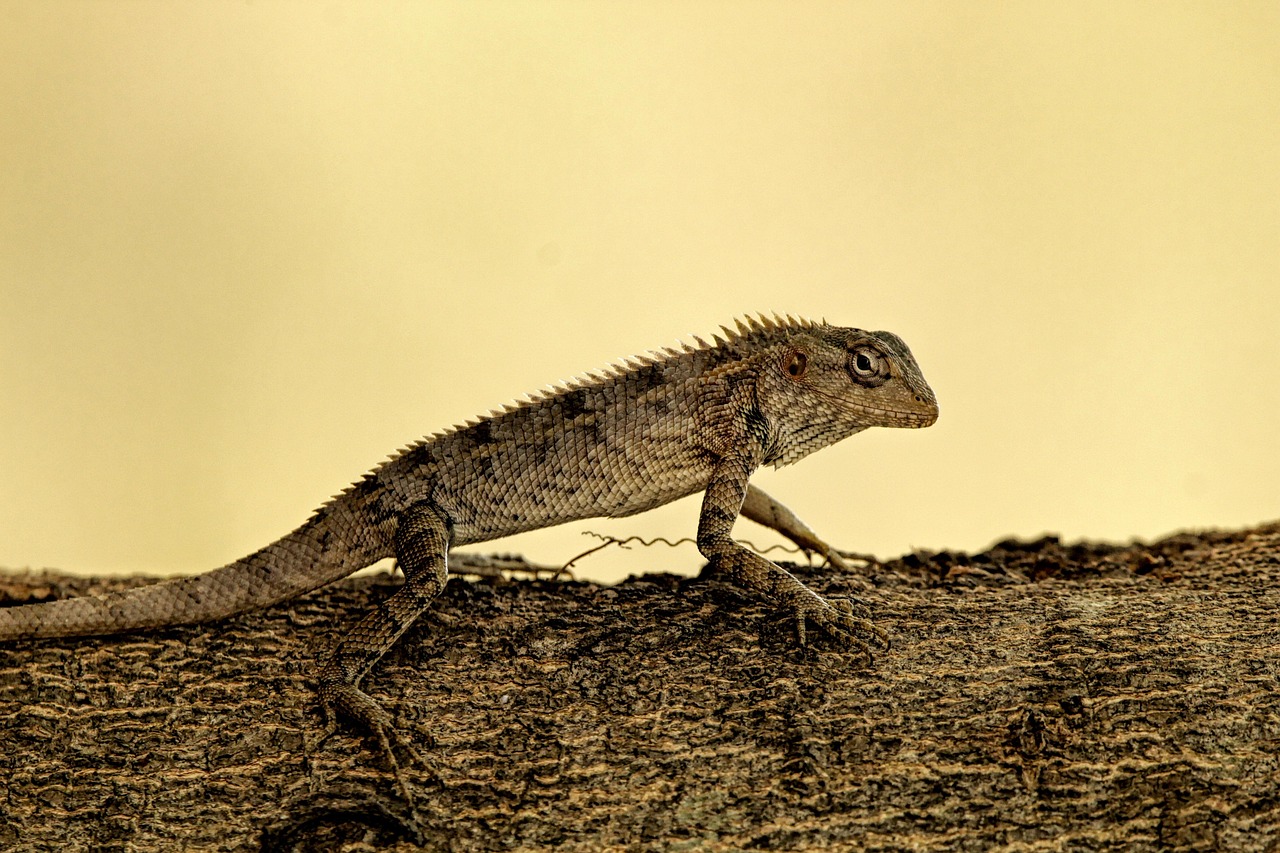 lizard, reptile, scales, garden lizard, animal, wildlife, jungle, nature, dragon, outdoors, dangerous