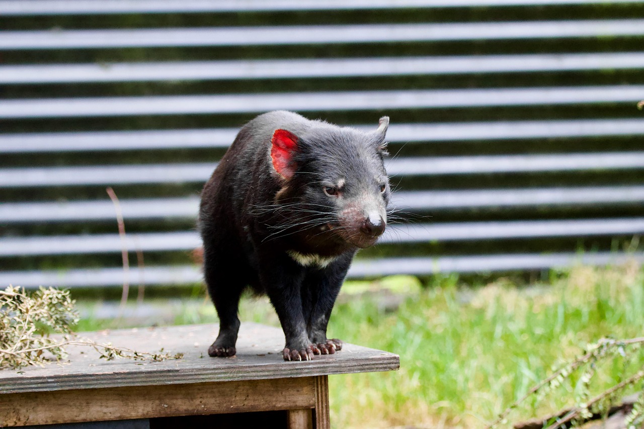 djur, tasmansk djävul, däggdjur, arter, fauna, vilda djur och växter, tasmanien, natur, fristad, bevarande