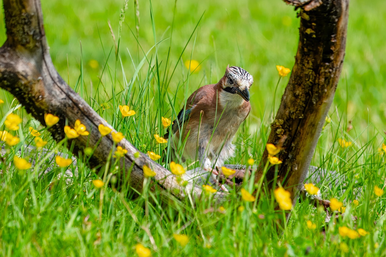 bird, eichelhäher, wild bird, bird watching, ornithology, wildlife, feathers, animal, plumage, meadow, beak, nature, species, fauna