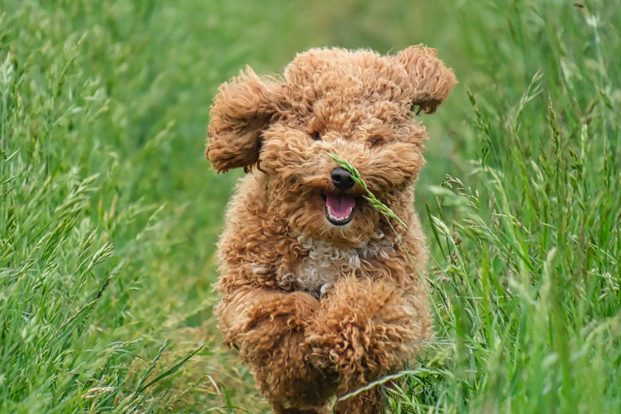 cachorro, poodle, animal, relva, natureza, animais domésticos, bicho de estimação, prado, corrida