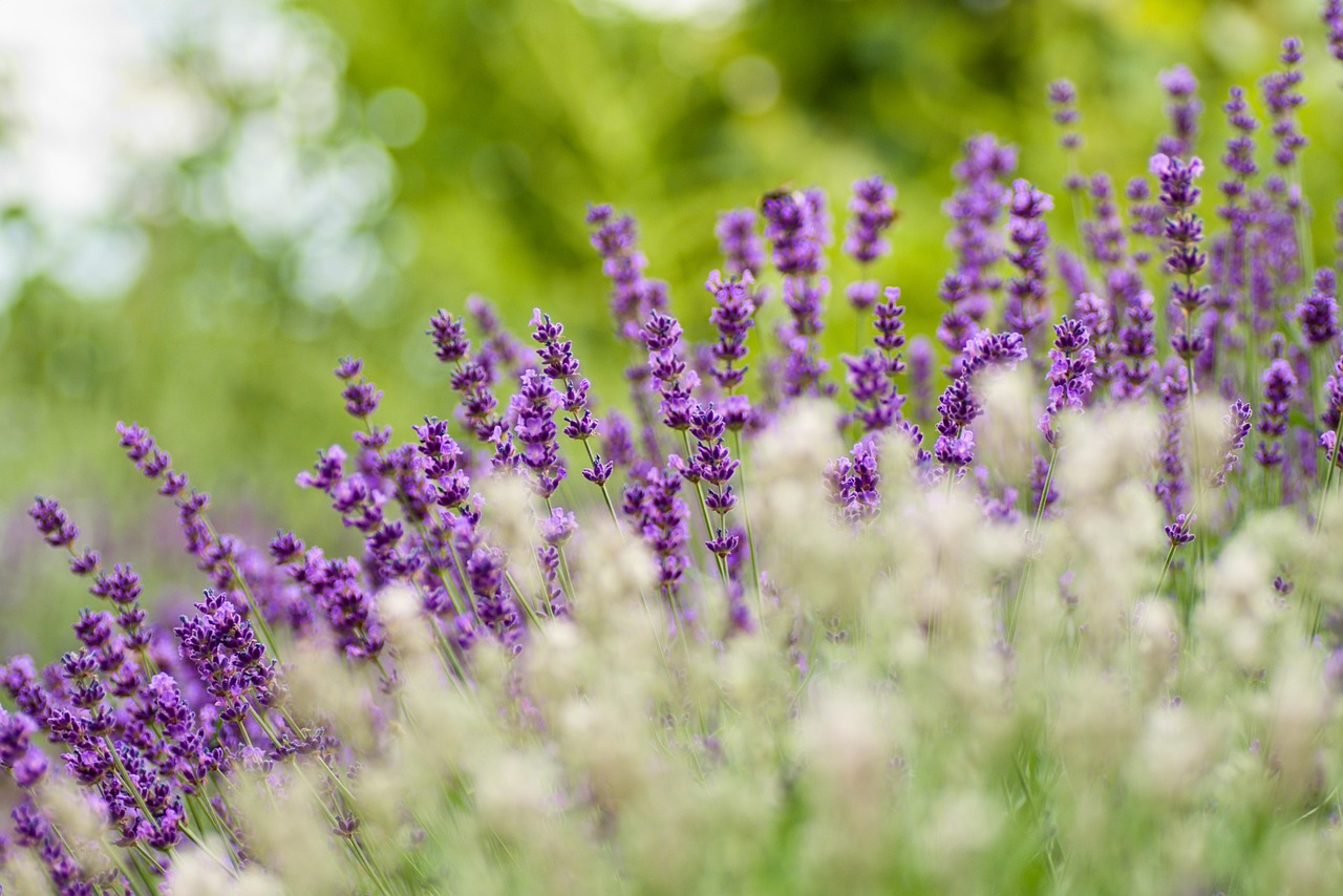 verão, fundo flor, natureza, papel de parede de flores, lavanda, flores, provence, jardins, flora, florescer, odor, plantas, ervas, flores bonitas, aromático