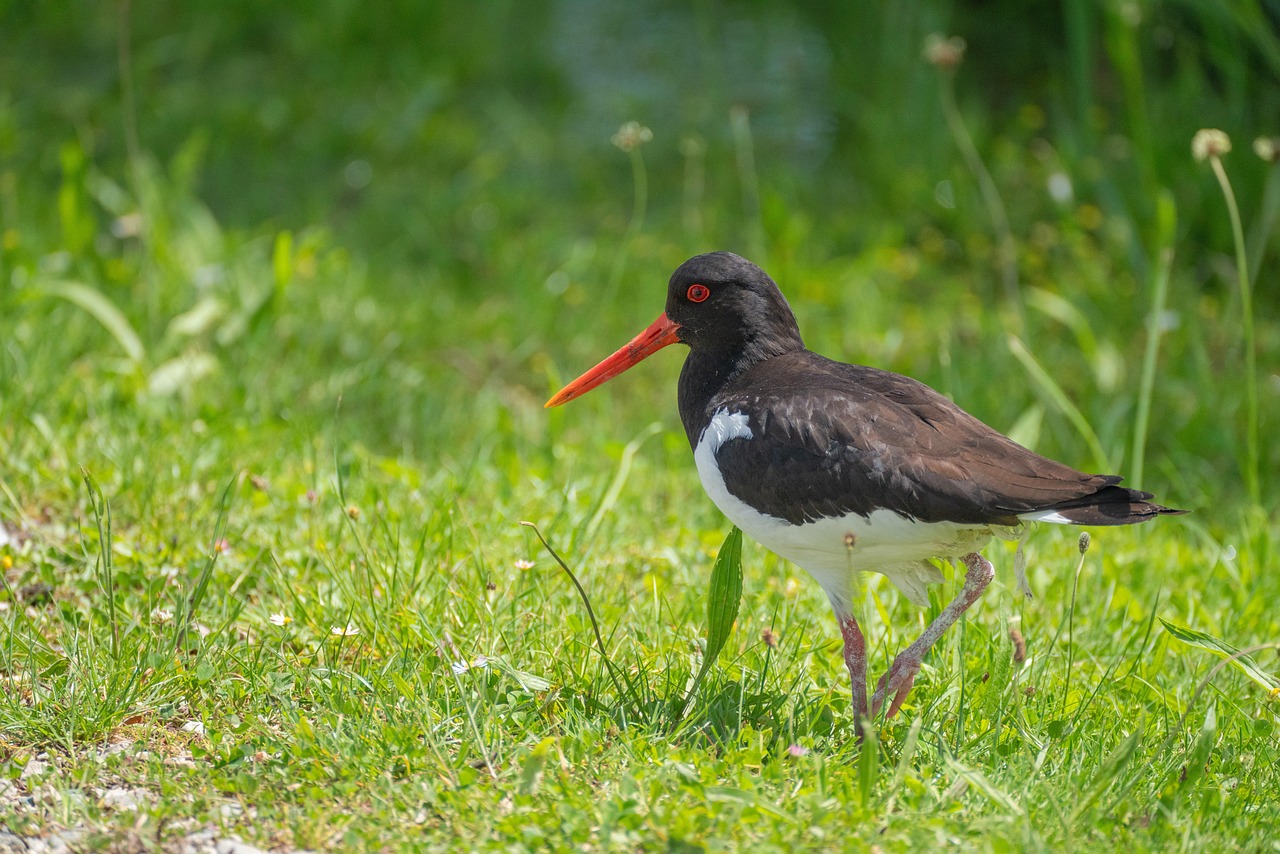 oystercatcher, bird, animal, feathers, plumage, beak, waterfowl, nature, wildlife, birdwatching, avian, water bird, wader, shorebird, bird watching