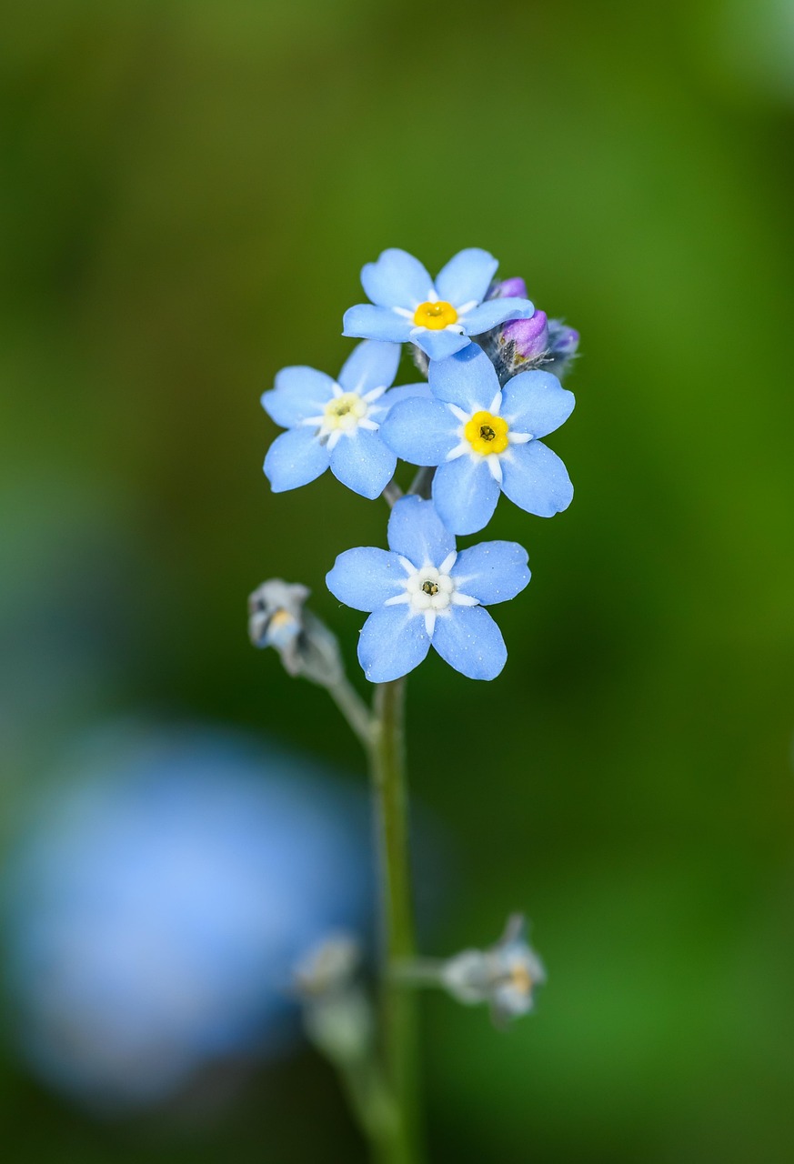 çiçek, mavi çiçek, unutma, çiçek arka plan, beni unutma, çiçek duvar kağıdı, ormanlık beni unutma, ahşap unutma beni, ormanlık alan, myosotis sylvatica, myosotis, silvatica, tıbbi, doğa, bitki, ot, botanik, yabani çiçek, güzel çiçekler, böcek otu, taç yaprağı, otsu, çiçeği, bitkisel, bloom, çiçekli