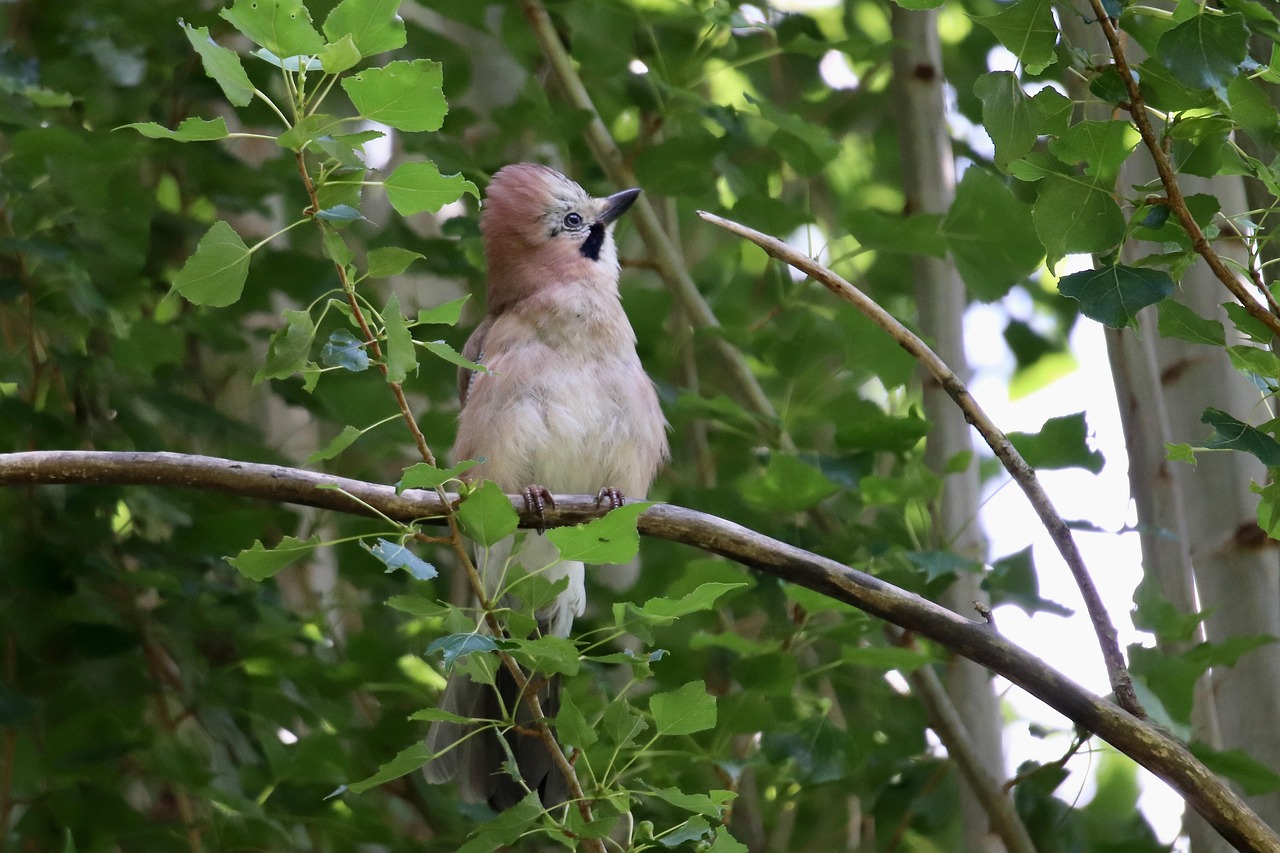 jay, eichelhäher, songbird, garrulus glandarius, raven, plumage, bird, wildlife, branches, nature