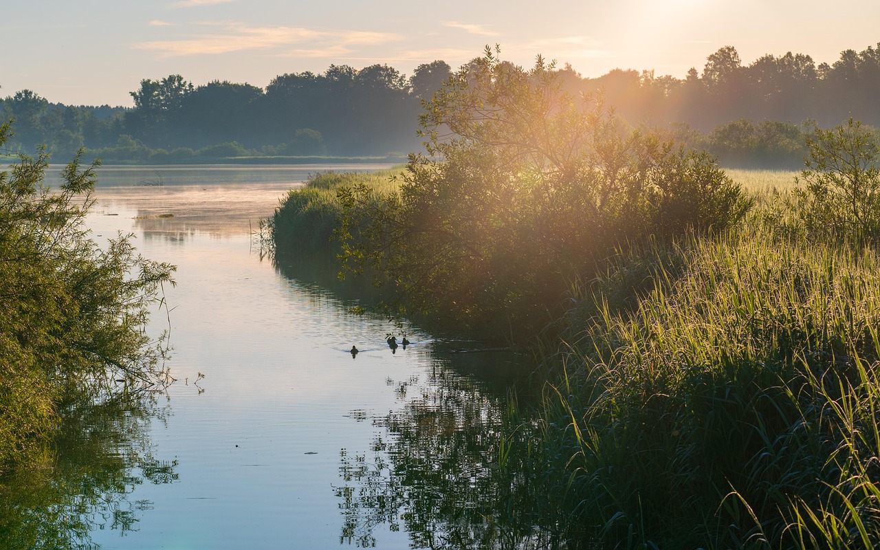 morgenlaune, sonnenaufgang, atmosphäre, flusslandschaft, morgenhimmel, see, natur, fluss, schilf, wasser, lichtstimmung, landschaft