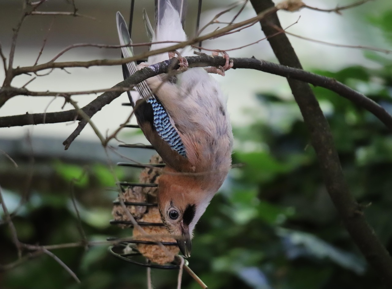 jay, eichelhäher, raven, songbird, bird, wildlife, nature, upside down, tit dumpling, feeder