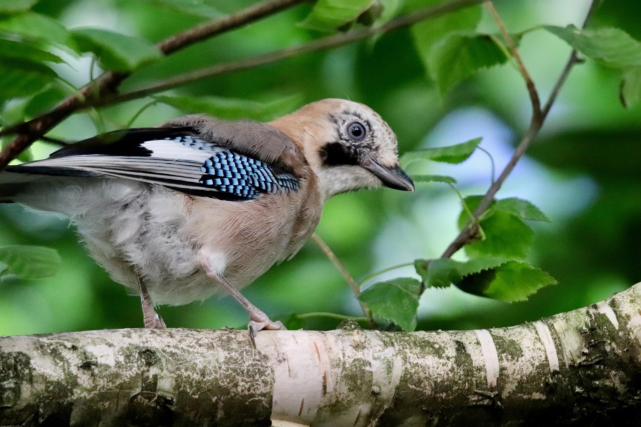 jay, eichelhäher, bird, animal, ornithology, songbird, nature, fauna, avian, beak, wildlife, plumage, feathers, branches