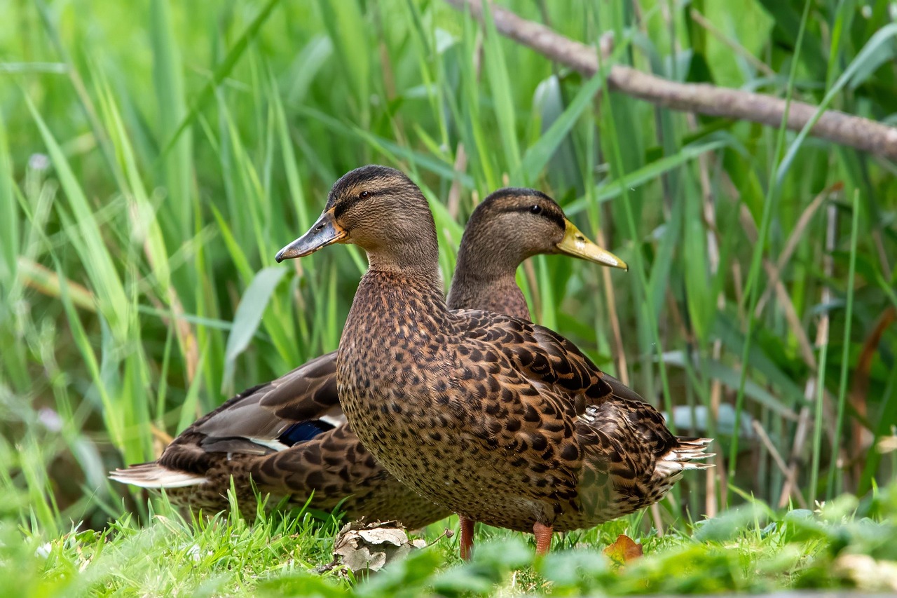 enten, natur, tierwelt, wildenten, vögel, tiere, spezies, wasservögel