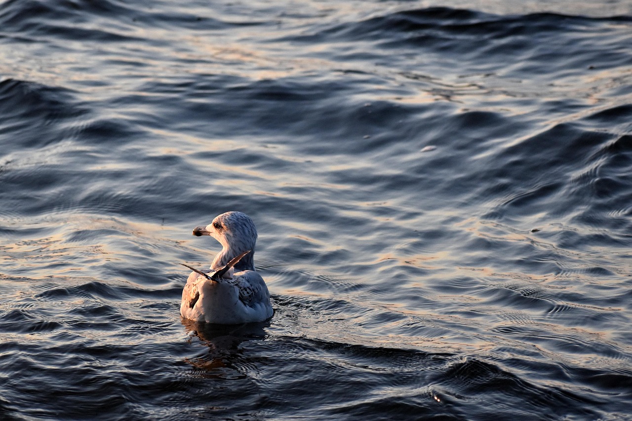 bird, beach, sand, sea, water, waves, nature