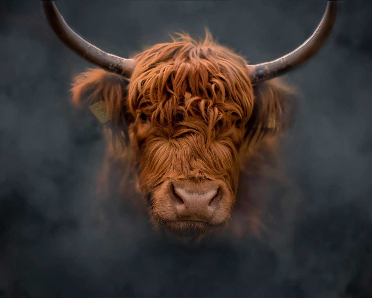 highland cow, horns, head, highland, animal, bull, farm, red bull, village, portrait, nature, wallpaper