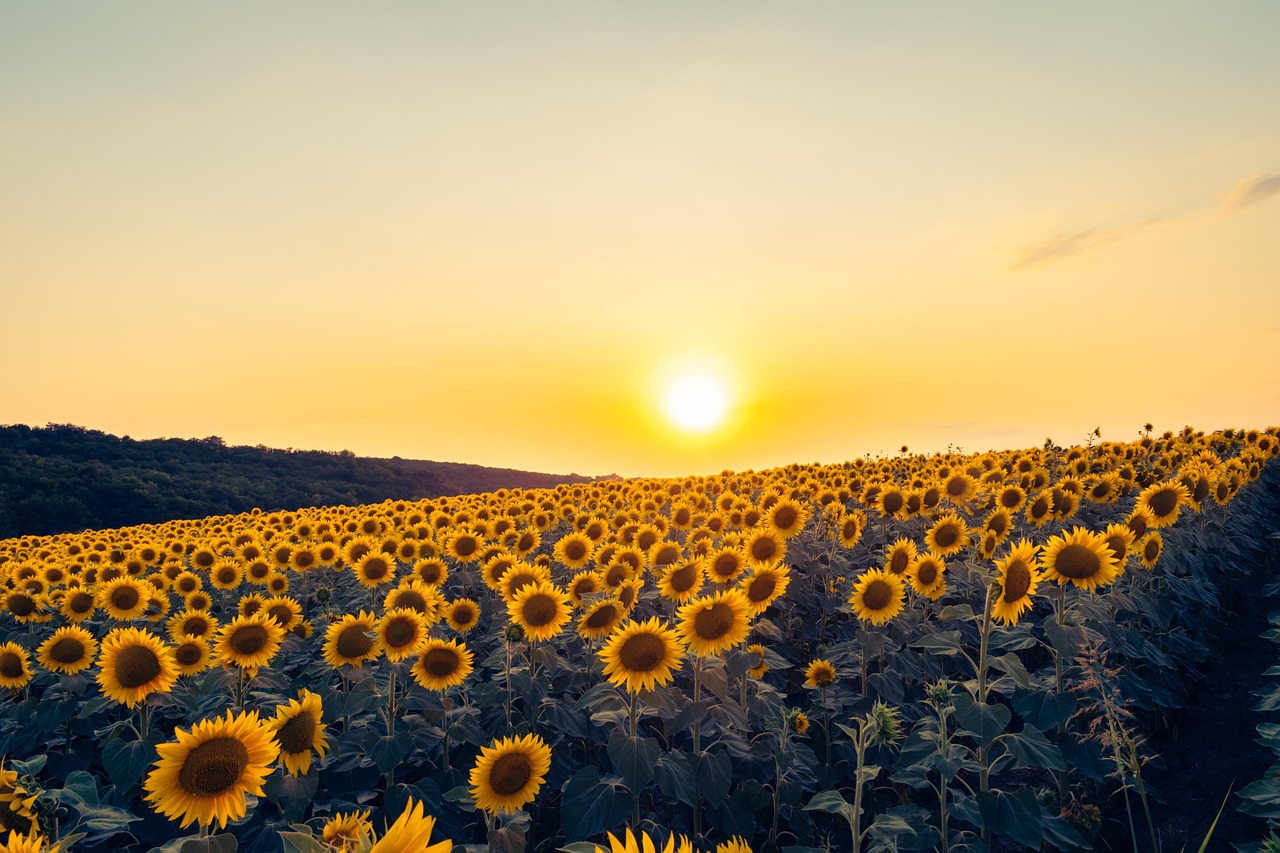 sunflowers, yellow, flower background, nature wallpaper, flowers, sunset, 4k wallpaper 1920x1080, wallpaper 4k, free background, background, countryside, farmland, field, landscape, wallpaper hd, 4k wallpaper, nature, cool backgrounds, flower wallpaper, plants, mac wallpaper, hd wallpaper, windows wallpaper, full hd wallpaper, rural, scenery, season, laptop wallpaper, sky, desktop backgrounds, sky background, summer, nature background, sunflower field, sunlight, beautiful wallpaper, beautiful nature, sunrise, vibrant, beautiful flowers, free wallpaper, wallpaper