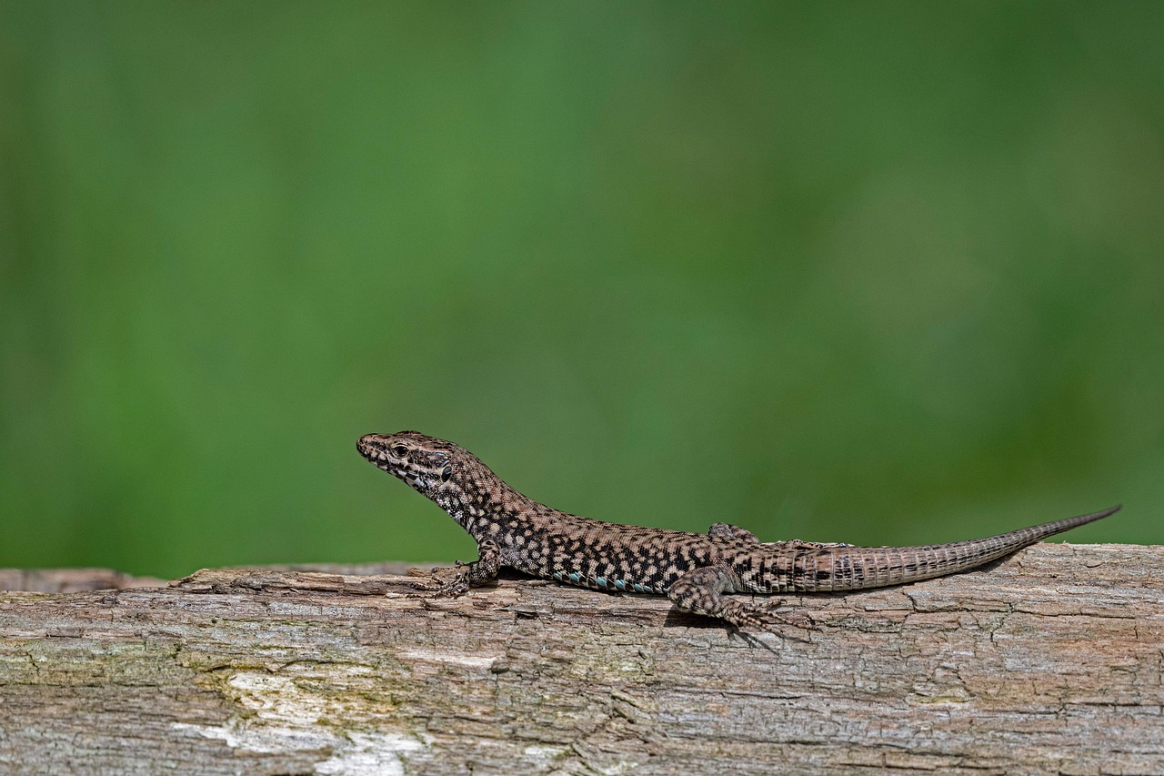 common wall lizard, lizard, reptile, nature, animal, close up