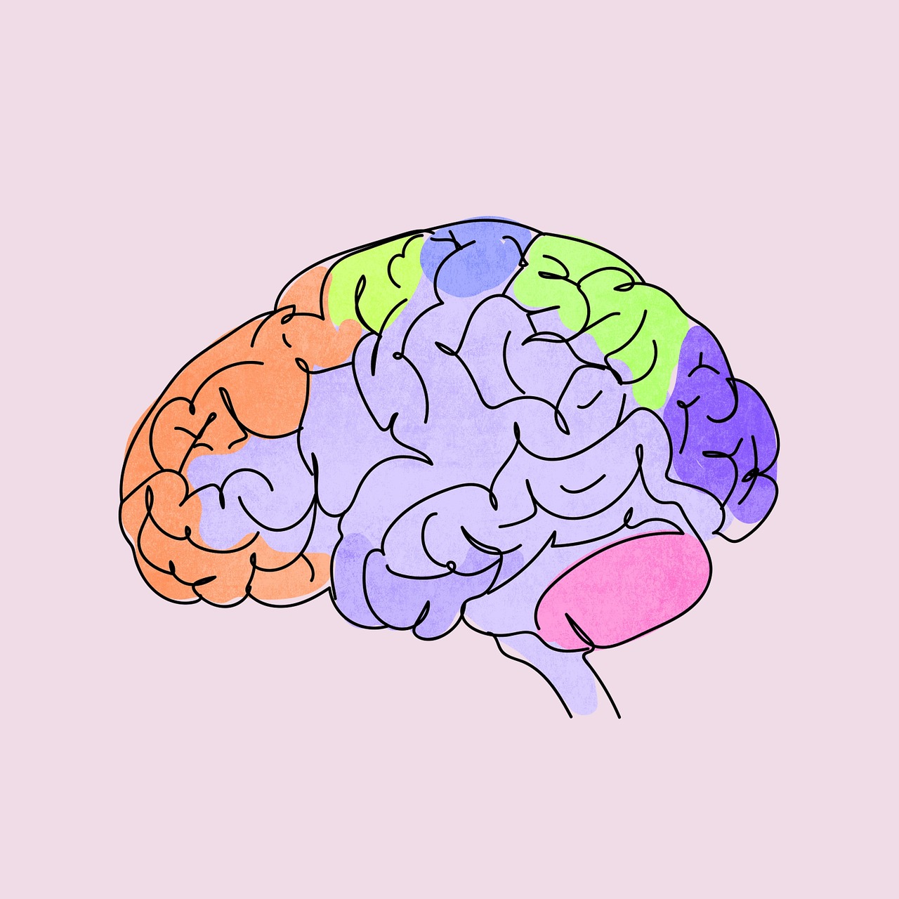 human, brain, anatomy, medical, biology, science, health, drawing, thinking, background, connection