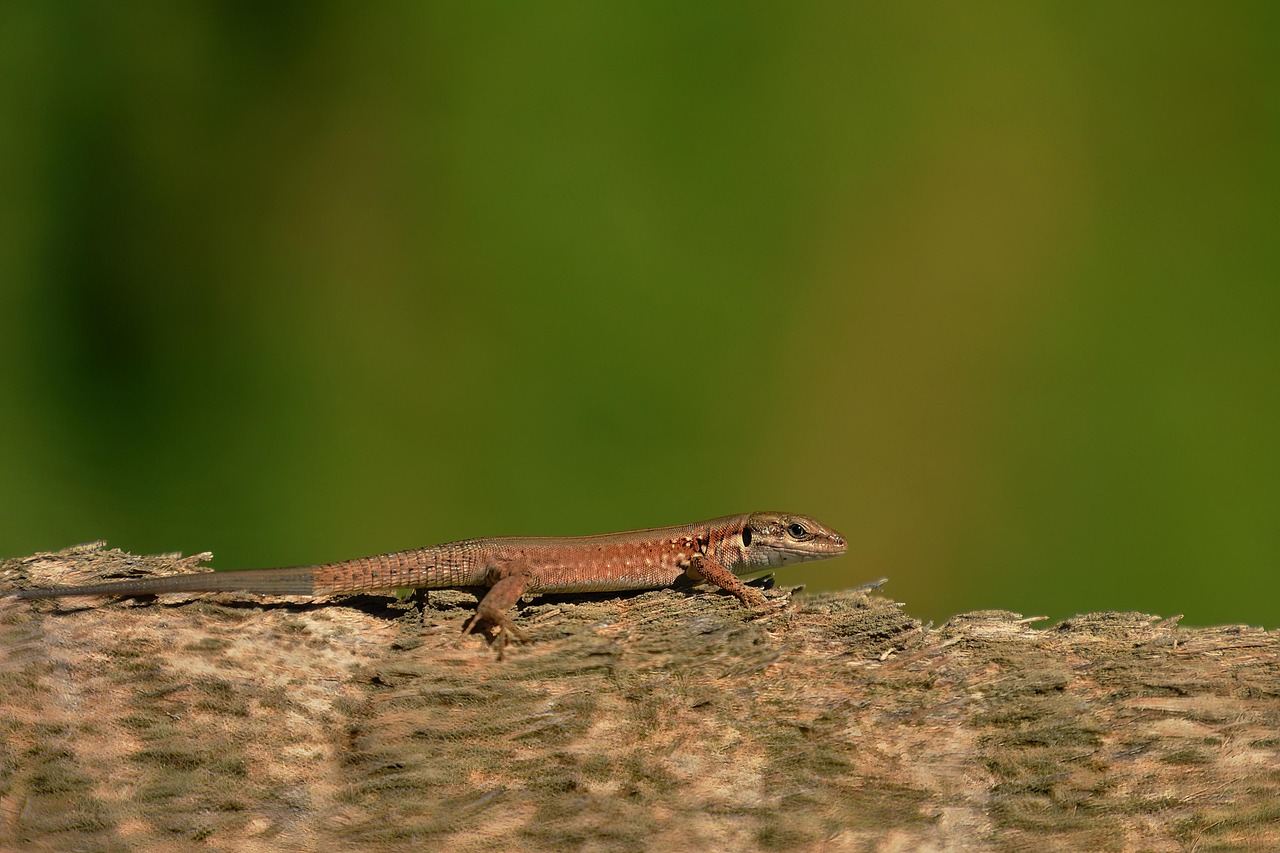 common wall lizard, lizard, animal, reptile, nature, wildlife, fauna, podarcis muralis
