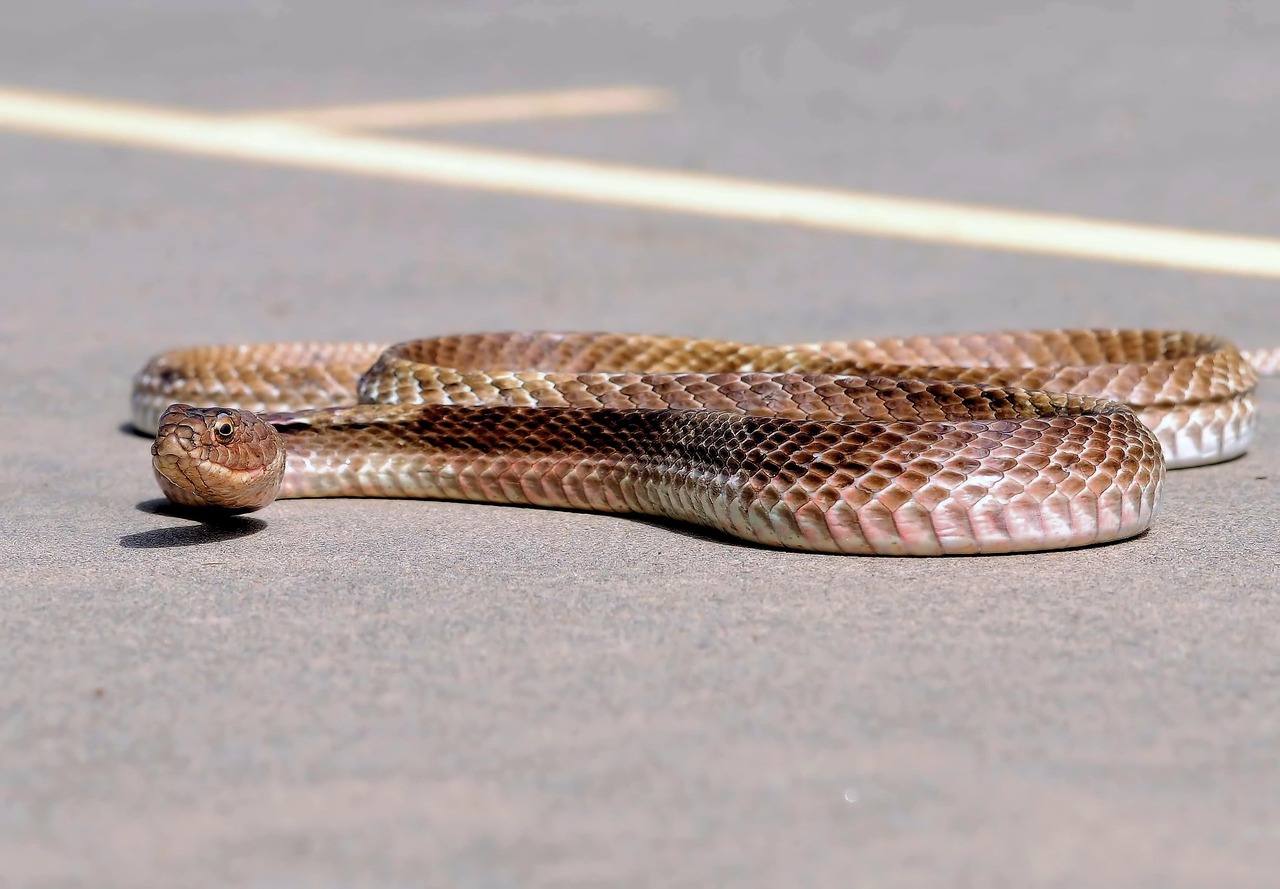 snake, reptile, animal, wildlife, nature
