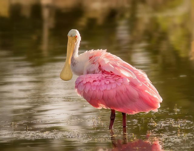 Spoonbill bird wildlife bill