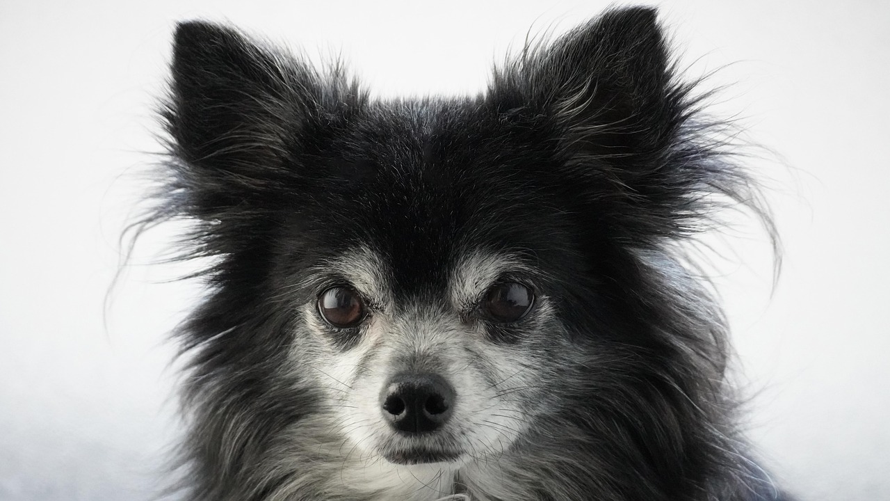 chihuahua, hond, huisdier, langharige chihuahua, dier, huishond, natuur, hoektand, bond, zoogdier, klein, portret