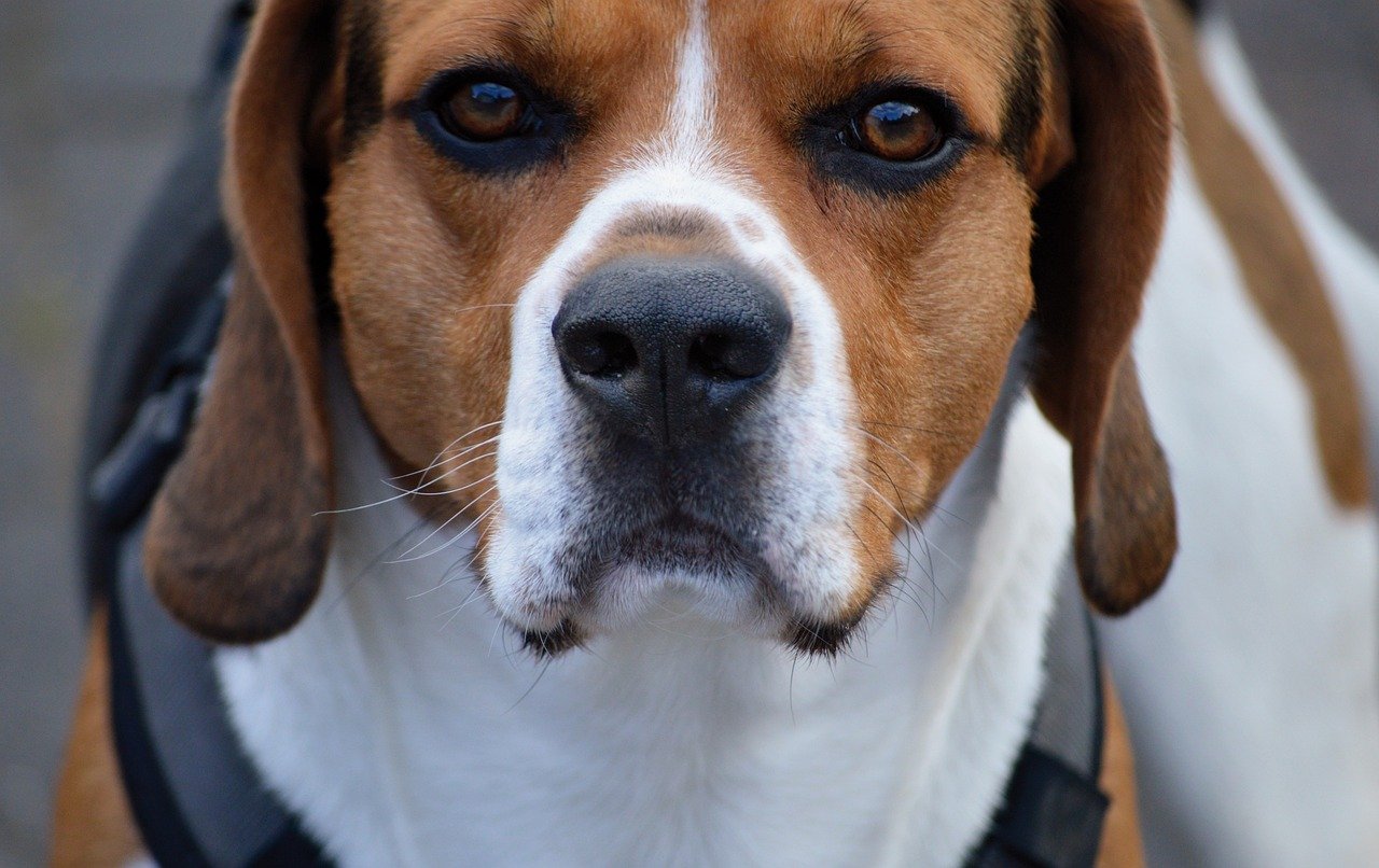 hond, dier, huisdier, brak, vierbenig, close-up, hondensnuit, hond de neus, ras van de hond, trouwe blik