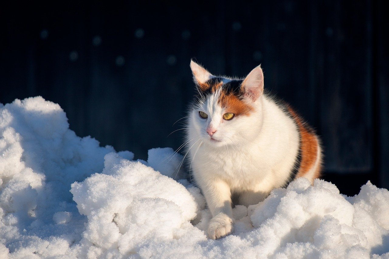 kat, dier, natuur, huisdier, zoogdier, sneeuw, winter