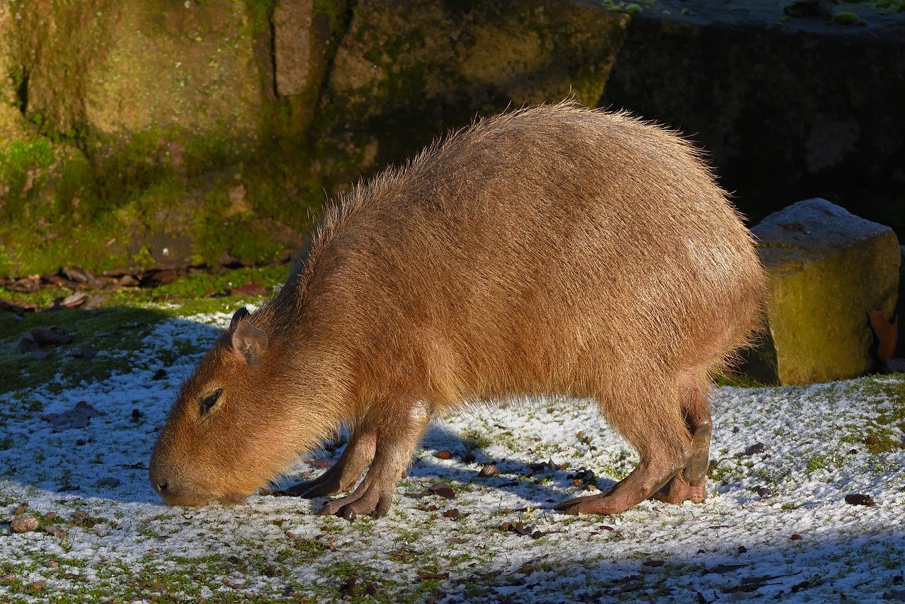 capybara, ζώο, άγρια ζωή, τρωκτικό, θηλαστικό ζώο, φυτοφάγα, φύση, πορτρέτο