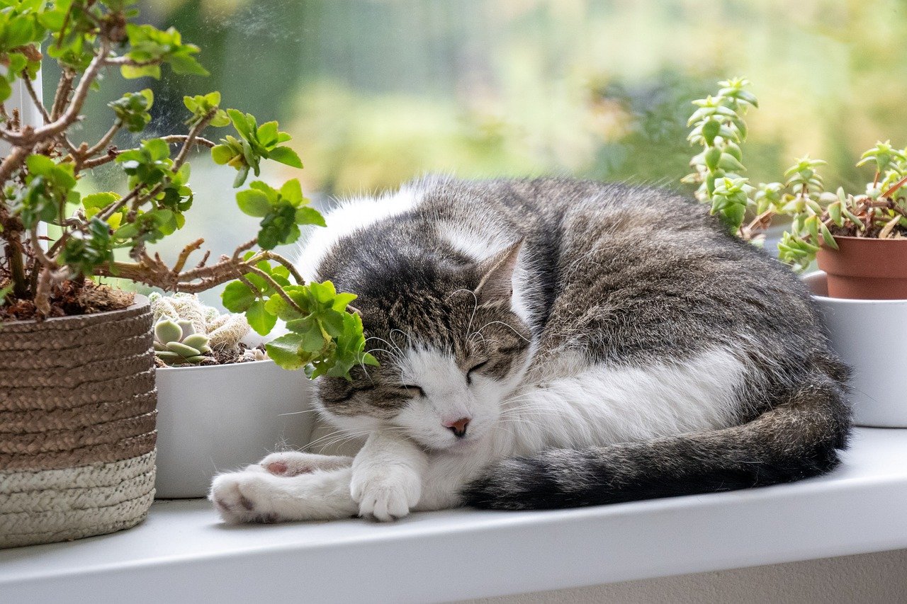 kat, dier, huisdier, natuur, huiskat, schattig, slaap
