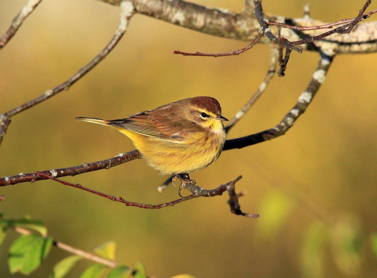 pěnice palmová, songbird, pták, příroda, divoká zvěř, peří, žlutá