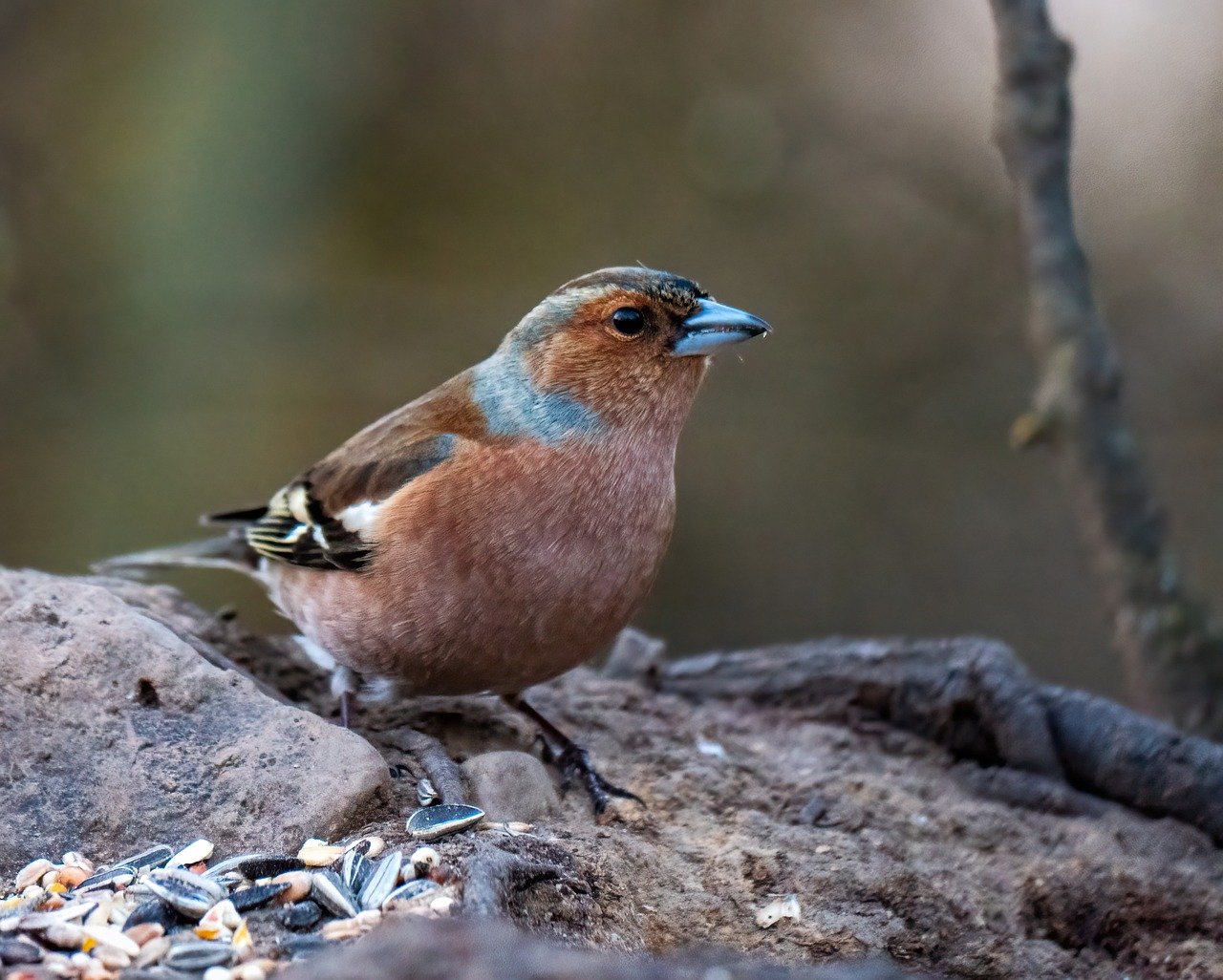 vink vogel, vogel, natuur, vink, dieren in het wild, dier, gevederte, ornithologie