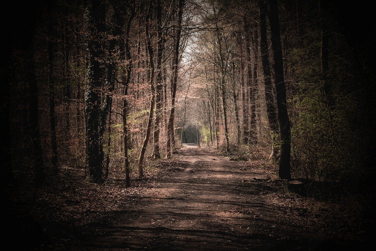 forest, nature, spring, landscape, trees