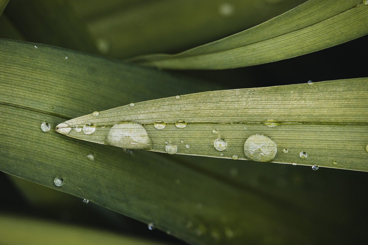water drops, nature wallpaper, wallpaper hd, drop, 4k wallpaper, nature, beautiful wallpaper, wallpaper 4k, liquid, laptop wallpaper, rain, full hd wallpaper, surface, wet, hd wallpaper, green nature, green, grass, 4k wallpaper 1920x1080, windows wallpaper, free background, free wallpaper, pattern, beautiful nature, cool backgrounds, garden, outdoor, botany, nature background, mac wallpaper, desktop backgrounds, biology, texture, wallpaper, background