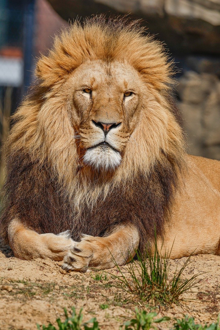lion, animal, prédateur, nature