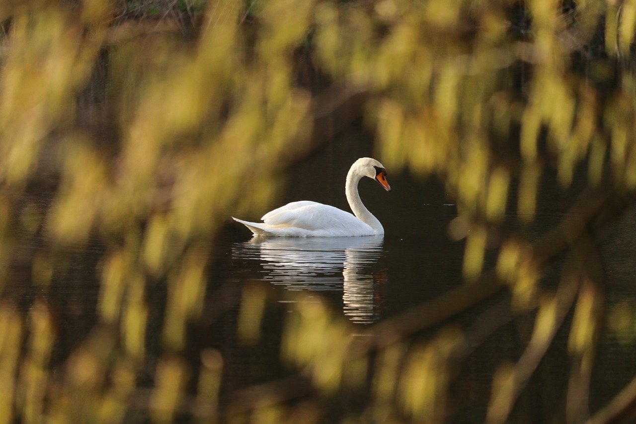 swan, lake, dieren, natuur, vogels, dieren in het wild, watervogels, veer, lente