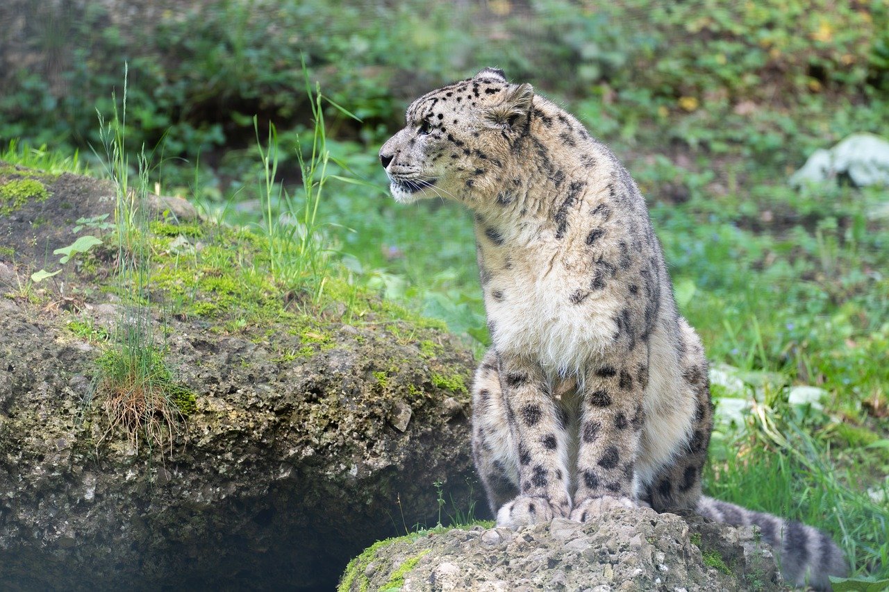 kar leoparı, kedi, irbis, evcil hayvan, büyük kedi, hayvan, yırtıcı, yaban hayatı, tehdit