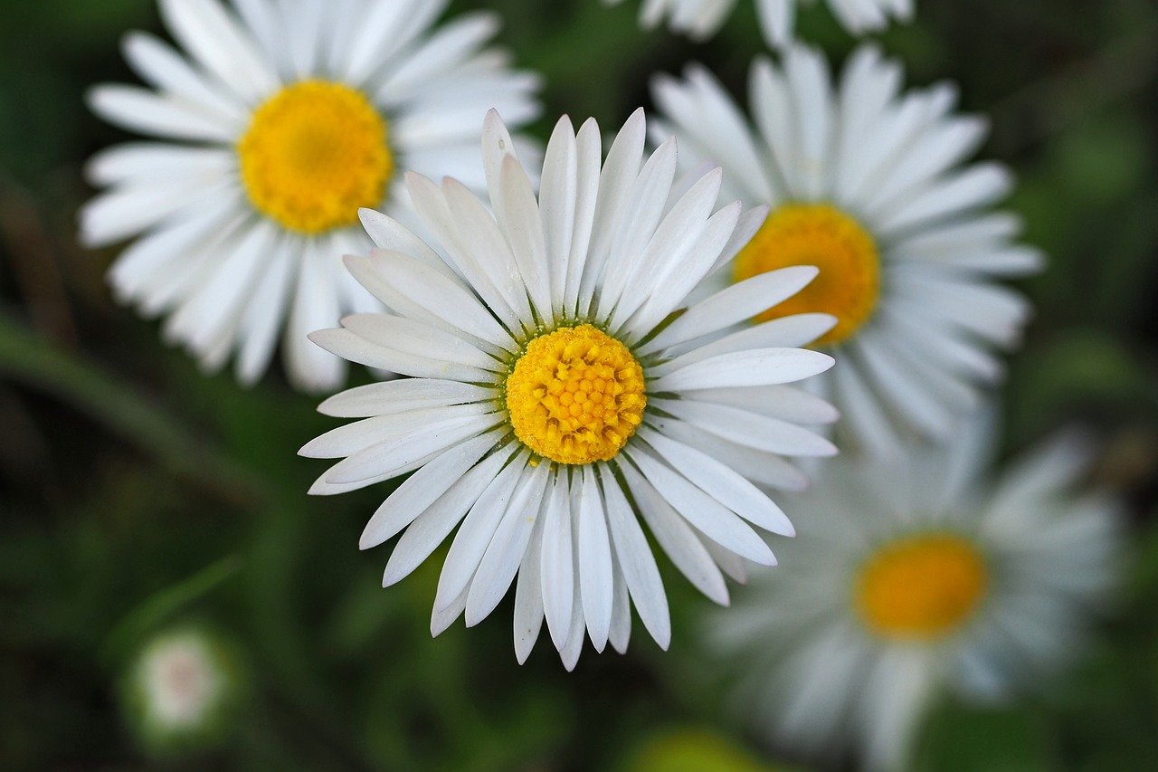 madeliefje, bloem behang, bloesem, prachtige natuur, natuur, natuur behang, close-up, plantkunde, de lente, natuur achtergrond, macro, hd wallpaper