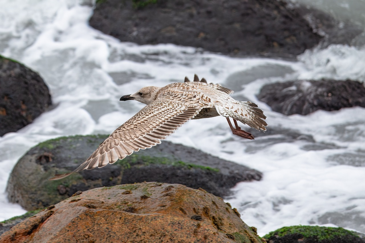 gaviota, aves marinas, pájaro, ave acuática, animal, vuelo, fauna silvestre, rompeolas, ornitología, observación de aves, naturaleza