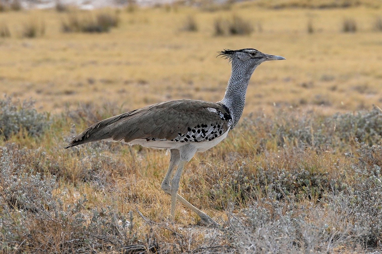 bird, bustard, kori bustard, namibia, africa, nature, wildlife, strut
