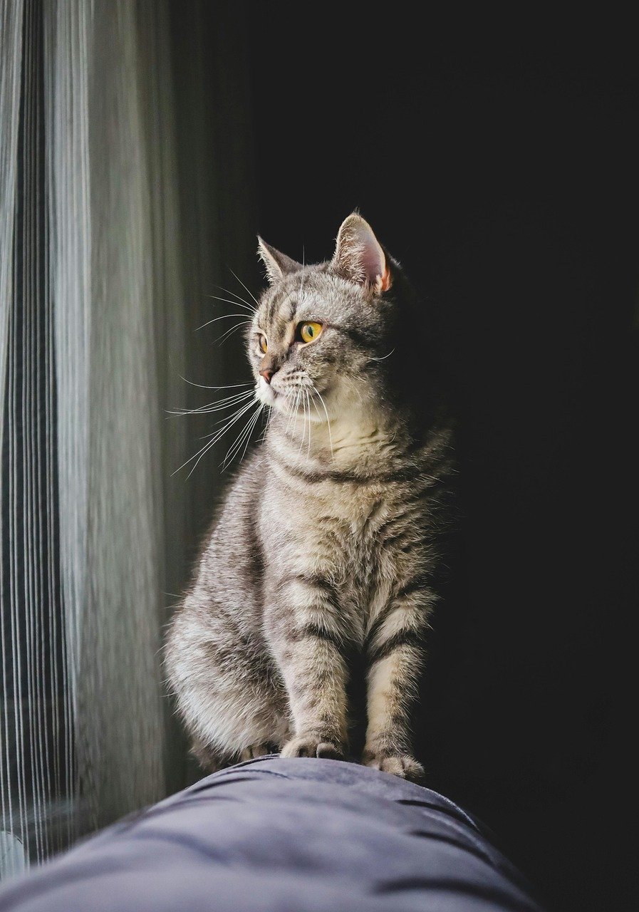 kat, huisdier, dier, natuur, binnenlandse kat, katachtig, portret, zoogdieren, kattenportret, katje
