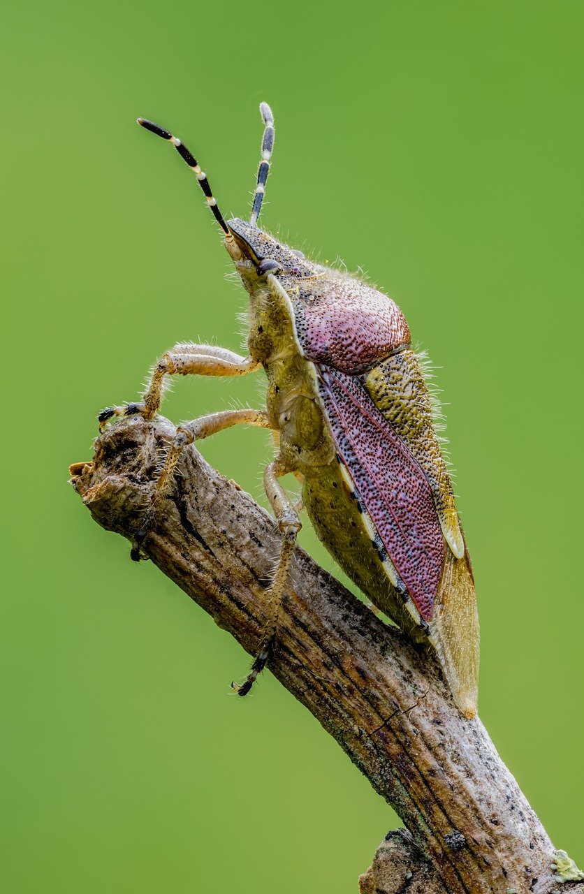 stink bug, bug, nature, wildlife, insect, entomology, arthropods, macro