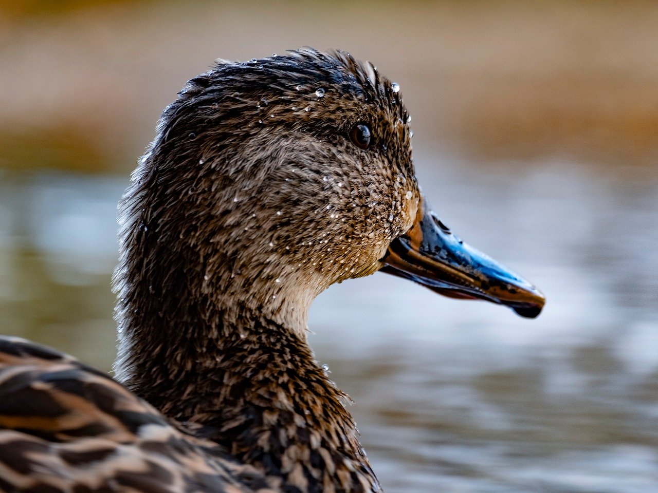 rață, natura, pasăre, animal, sălbatic, pană, brown