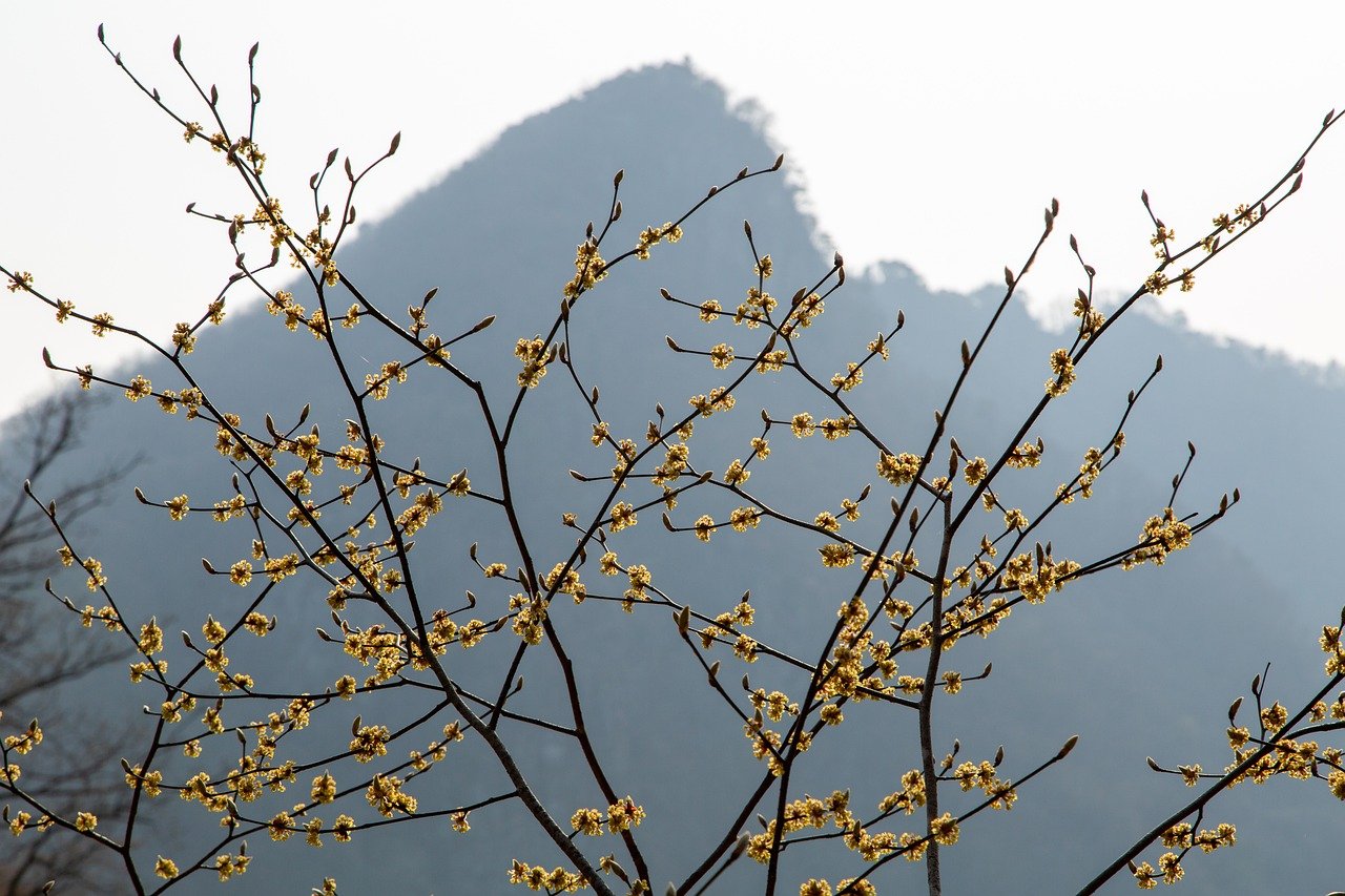 berg, blüte, gelb, frühling, natur, botanik, landschaft, hd-hintergrund
