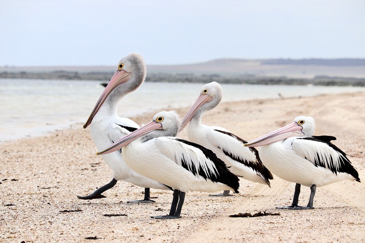 australia, natura, pasăre australiană, pelican, pelican australian, pasăre, faună, păsări pe plajă, plajă