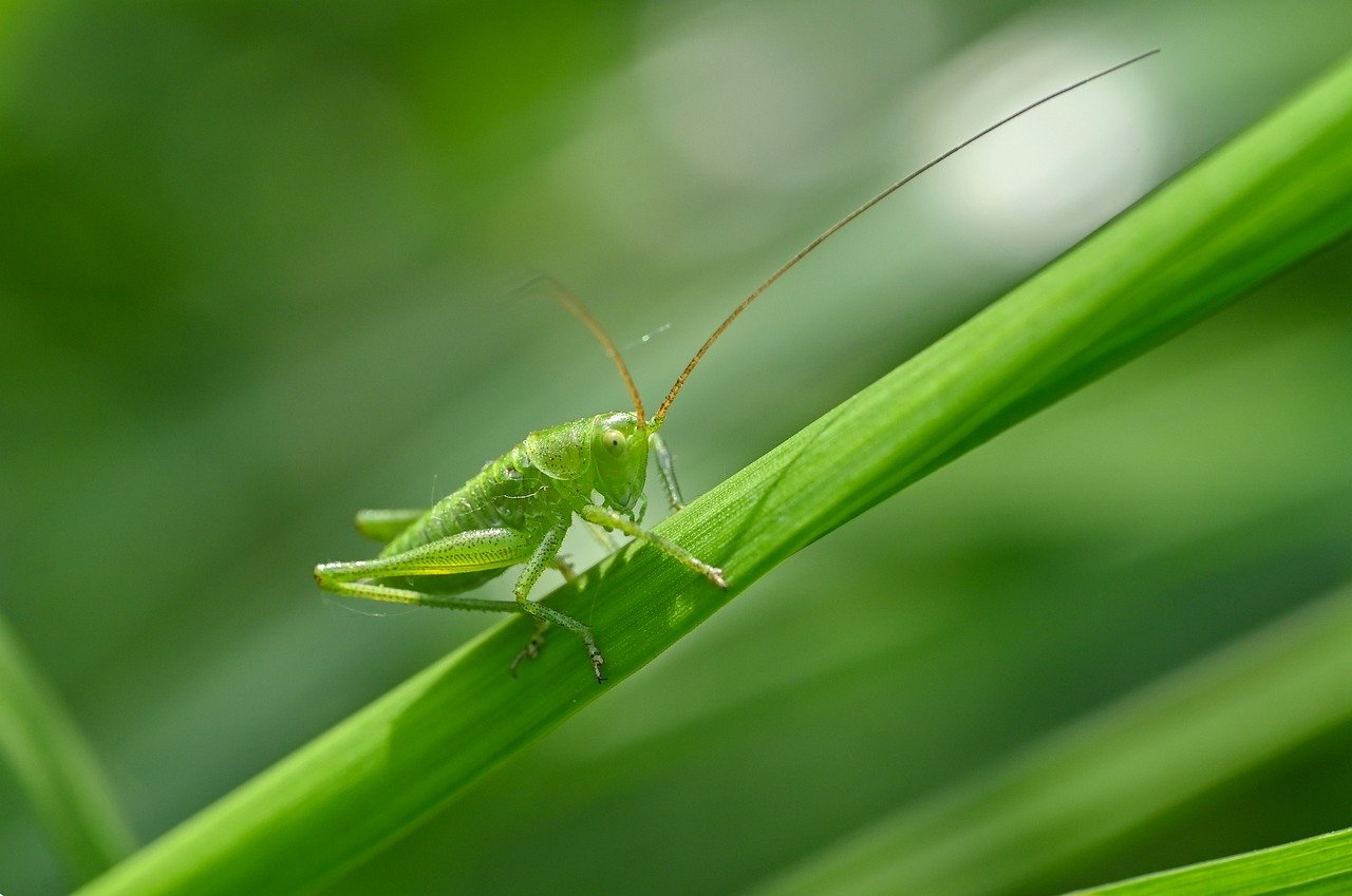 kobylka, mantis, hmyz, green, tráva, chápadlá, jump, príroda