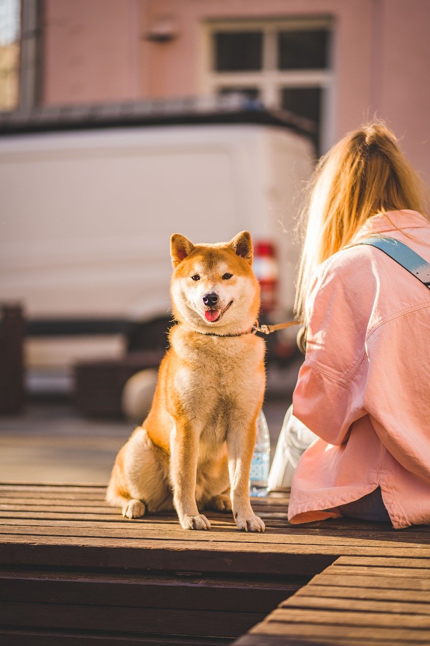 dog, animal, portrait, cute, delightful, puppy, nature, pet, muzzle, domesticated, young, akita