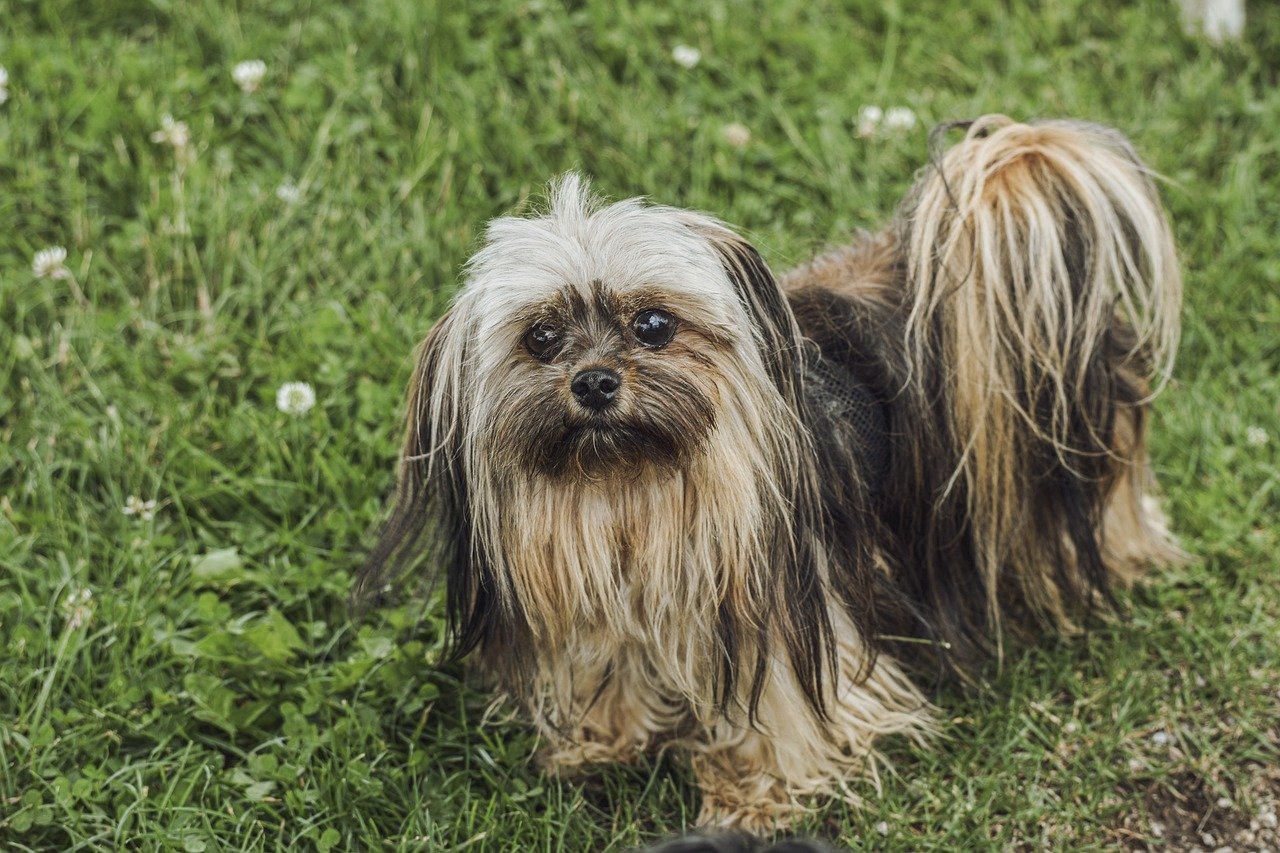 hond, huisdier, zoogdier, hondje, schattig, buitenshuis, huishond, huiselijk, gras