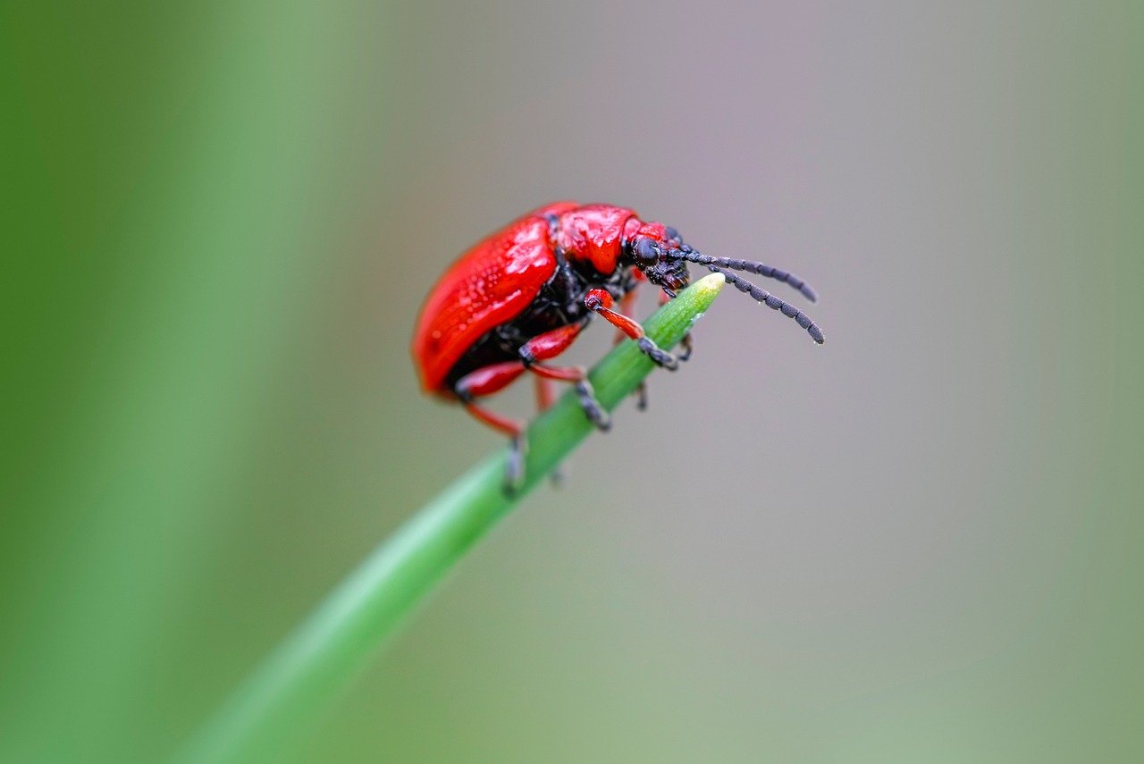 insetti, specie di coleotteri, coleotteri, ruolo ecologico, cura del giardino, parassiti del giardino, comportamento degli insetti, ecologia degli insetti, ciclo di vita degli insetti, gestione integrata dei parassiti, invertebrati, coleottero foglia di giglio, danni alla pianta del giglio, controllo naturale dei parassiti, parassiti delle piante ornamentali, controllo dei parassiti, gestione dei parassiti, prevenzione dei parassiti, insetti erbivori