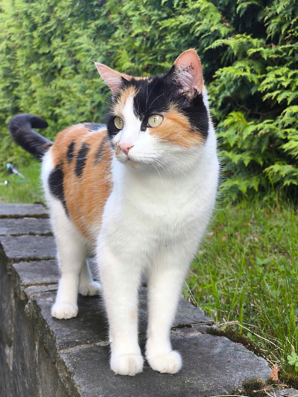 kat, glückskatze, tricolor, fisse, huskat, dyr, kæledyr, natur, sød