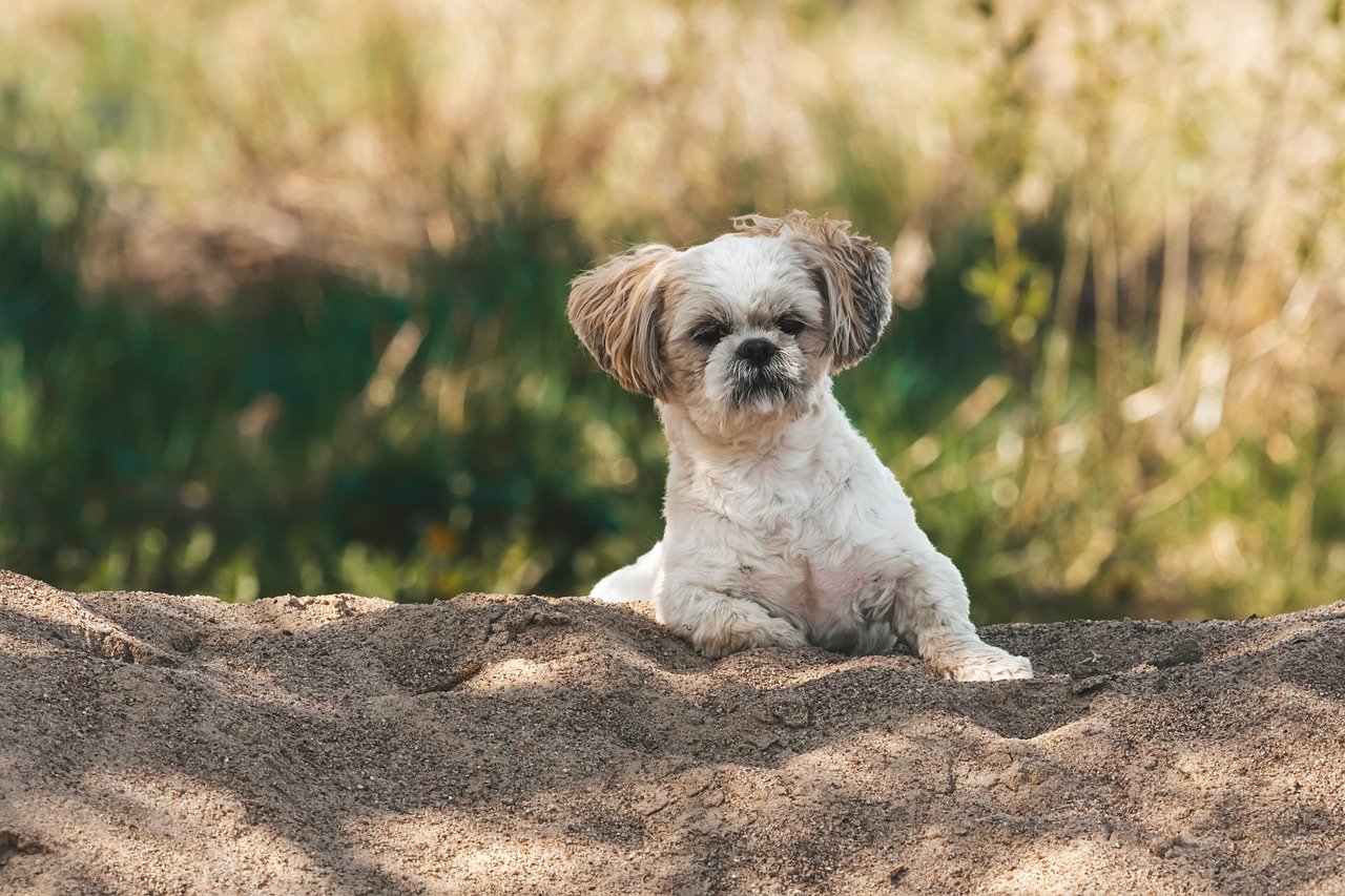 hond, huisdier, puppy, shih tzu, dier, natuur, schattig, zoogdier, bond, metgezel, vriend, ras, harige, gras, portret